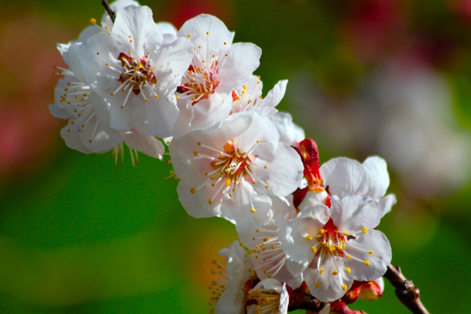 Cherry tree season