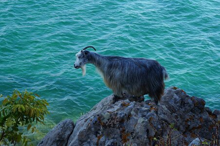 Goat sea animals