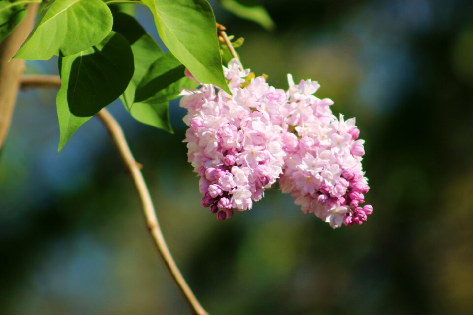 Plant black lilac flower