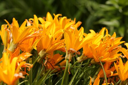 Nature yellow summer flowers