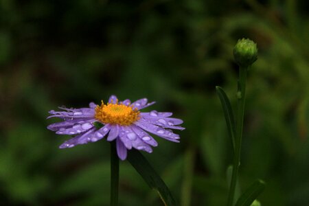 Nature non flowers
