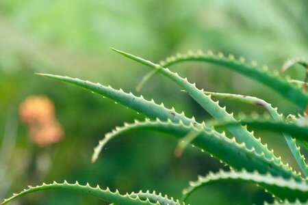 Flora closeup spine