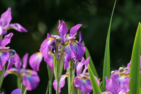 Handsomely nature wild
