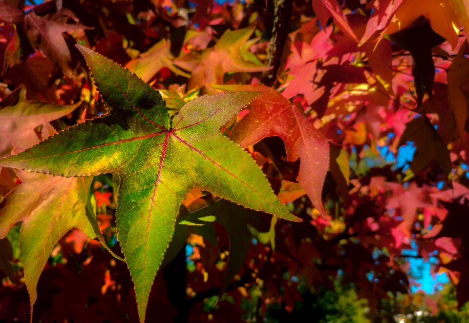 Maple tree colorful