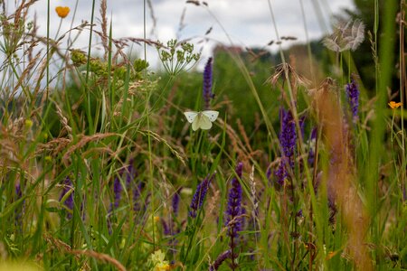 Scrub colorful ecological lawn