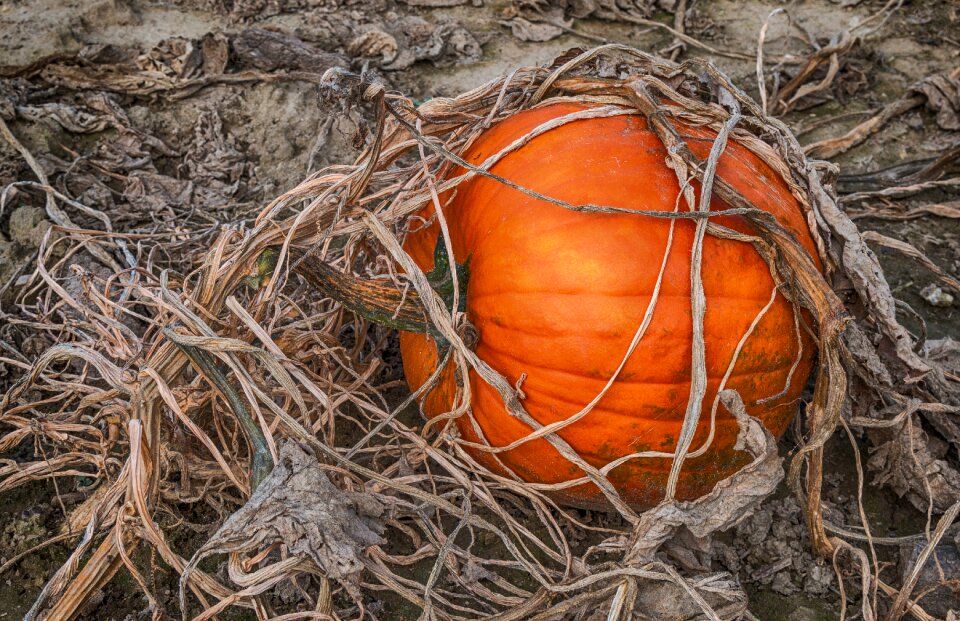 Halloween food harvest