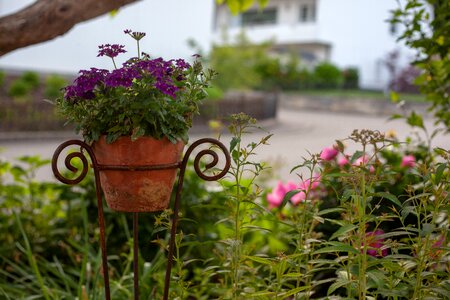 Front yard flowerpot topfplaze