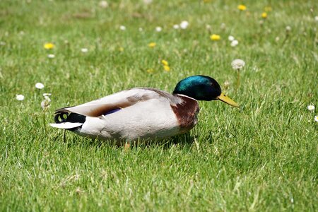 Spring nature grass