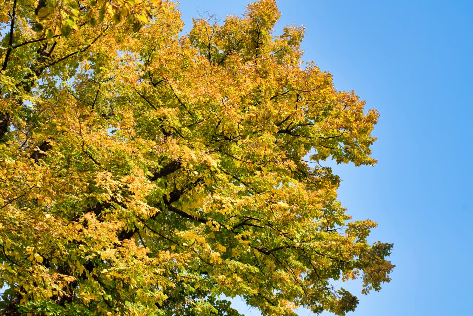 Landscape plant autumn