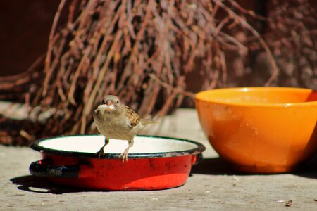 Birds nature pen