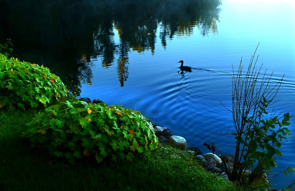 Lake reflections bird