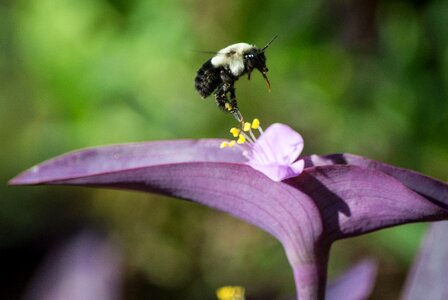 Bee pollen garden photo