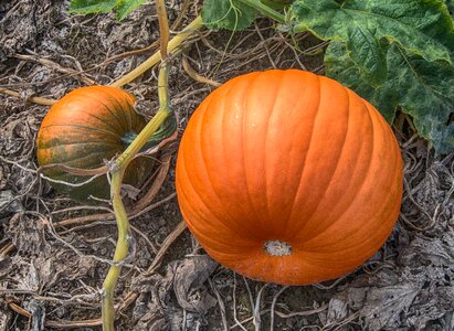 Halloween food harvest photo