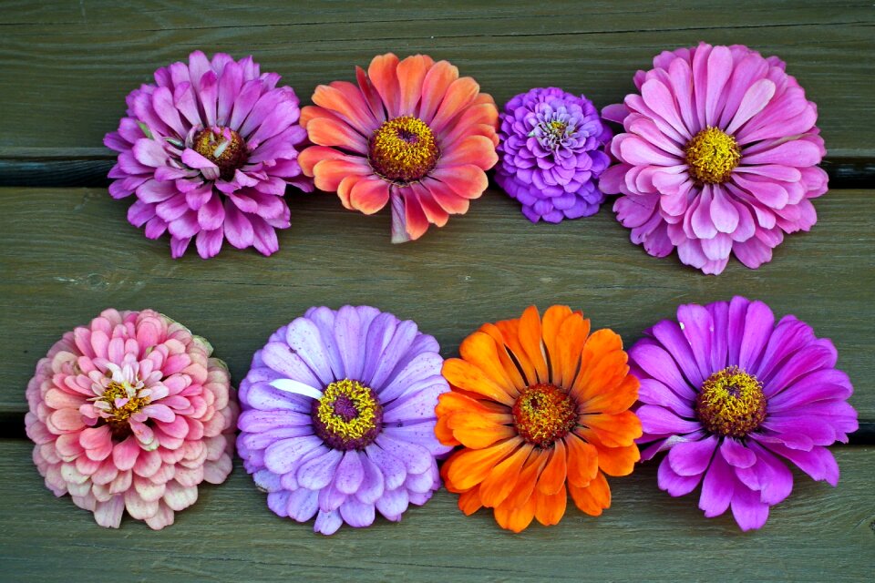 Decoration nature colorful