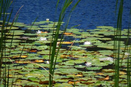 Blossom pond nature