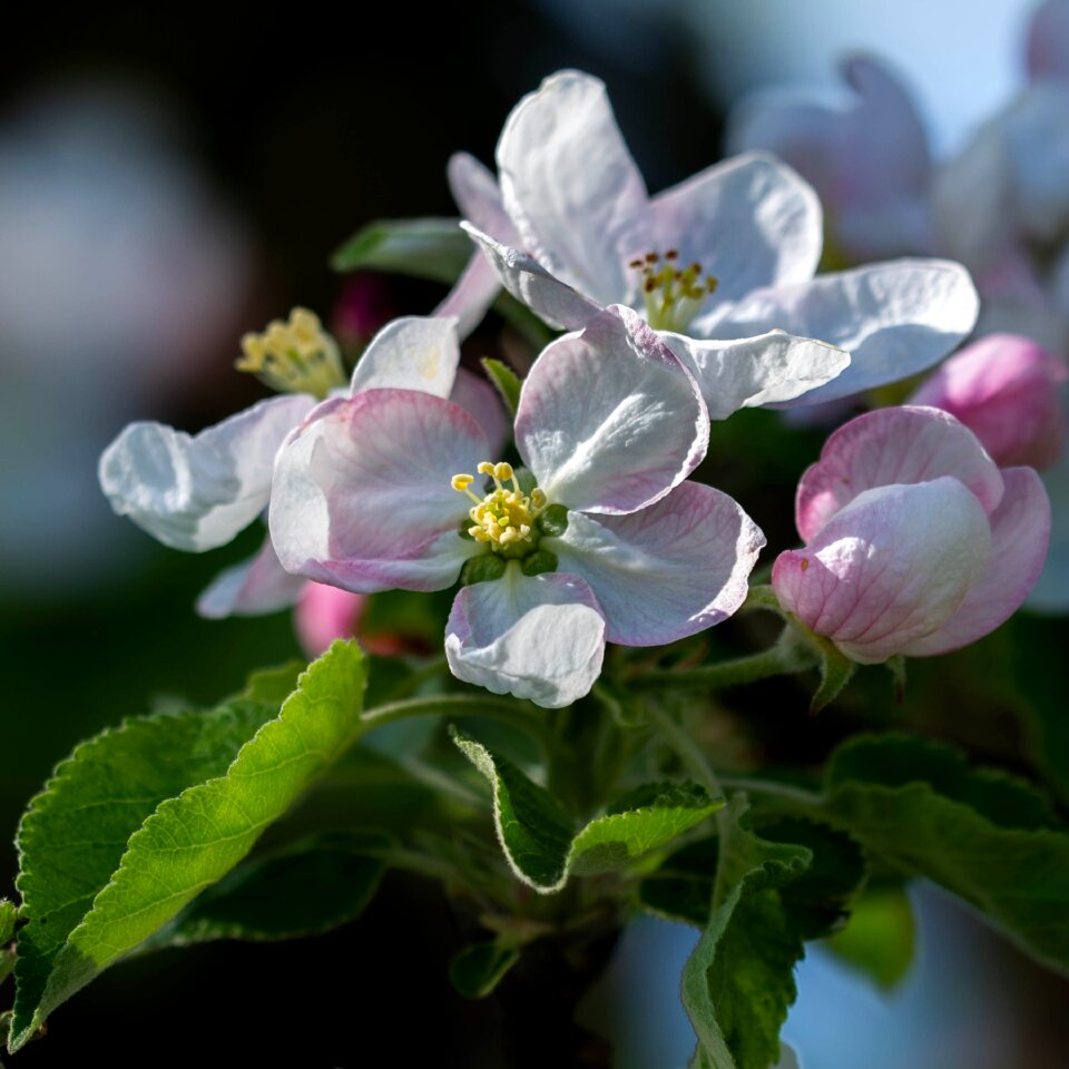 Flowers of apple tree garden branch