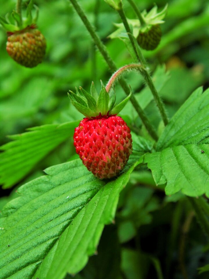 Fruit nature red