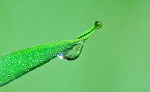 Water wet green photo