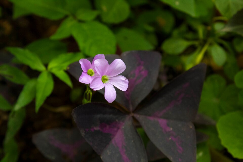 Flowering flora petals