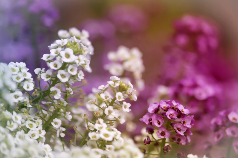 Pink white nature