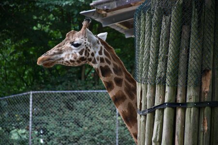 Ouwehands dierenpark giraffe zoo photo