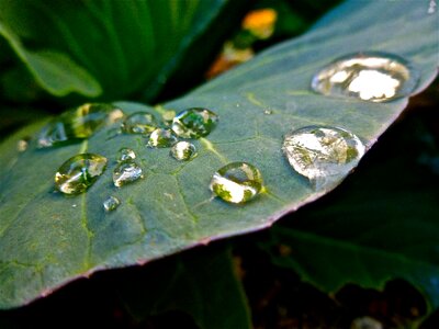 Rain flora droplet photo