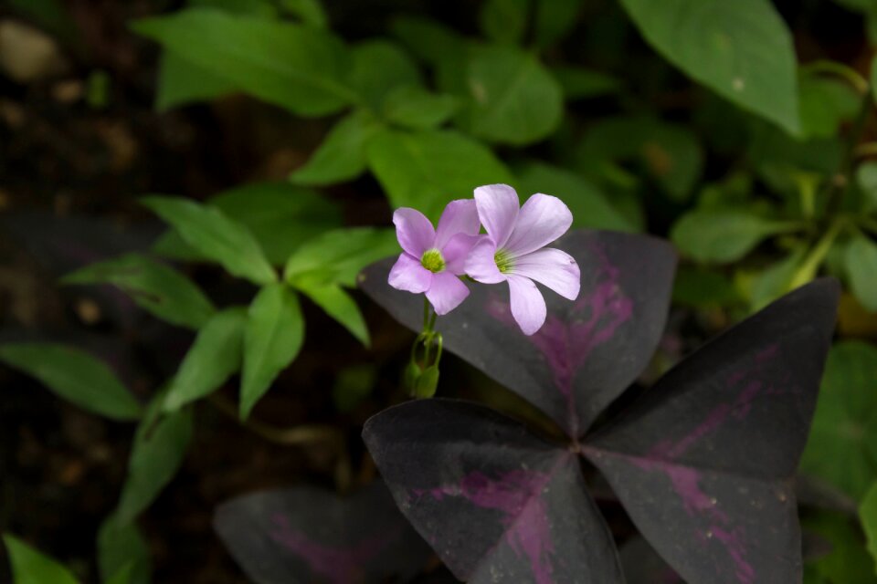Flowering flora petals