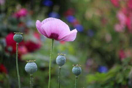 Garden nature spring photo