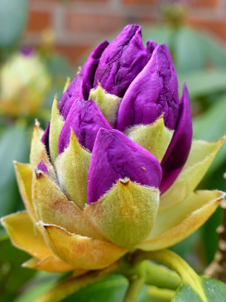 Rohdodendron purple purple flower