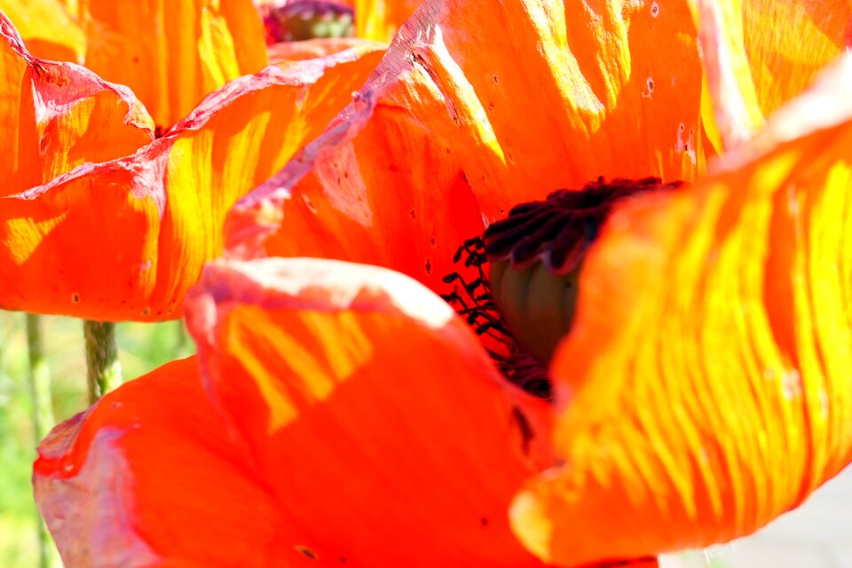 Field of poppies poppy flower mohngewaechs
