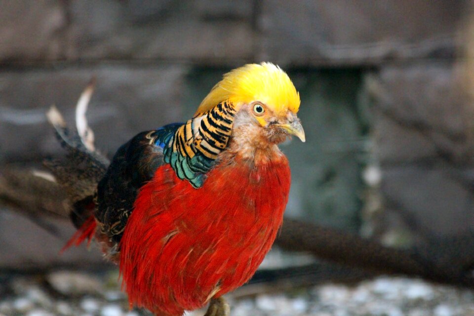 Chrysolophus pictus or feathered race chinese pheasant