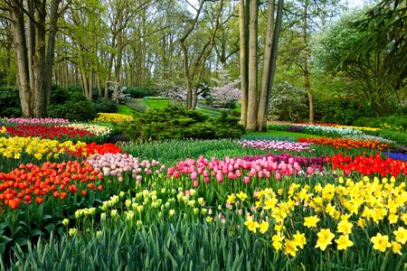 Tulip daffodil design photo