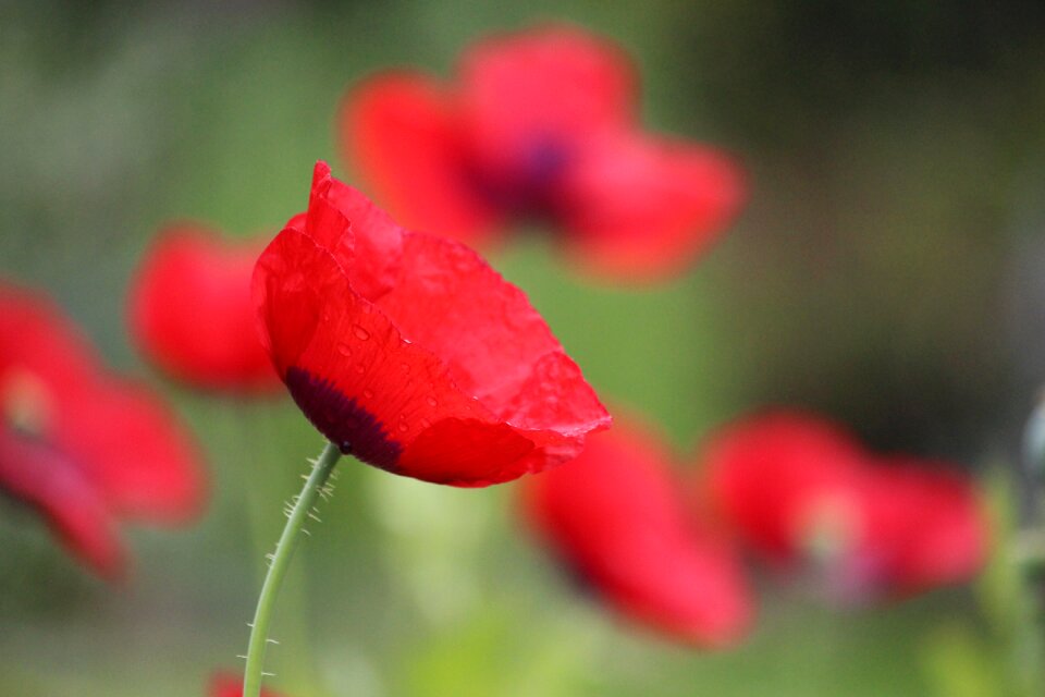 Poppy spring nature