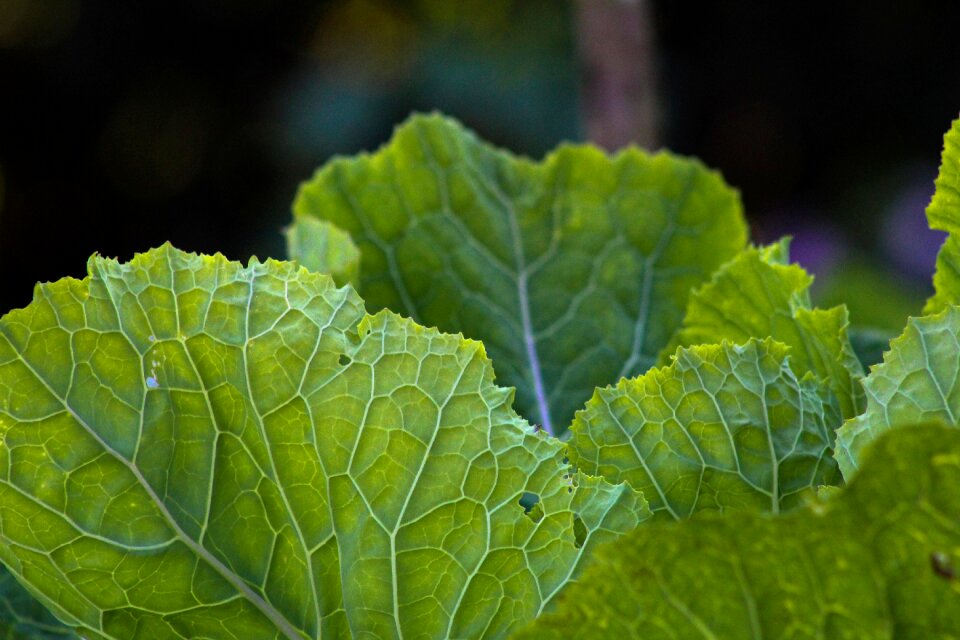 Green leaves vegetables