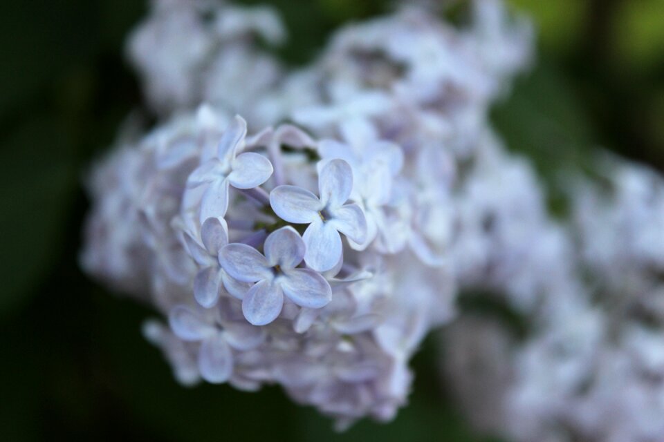Flowers spring macro