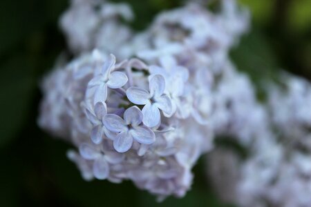 Flowers spring macro