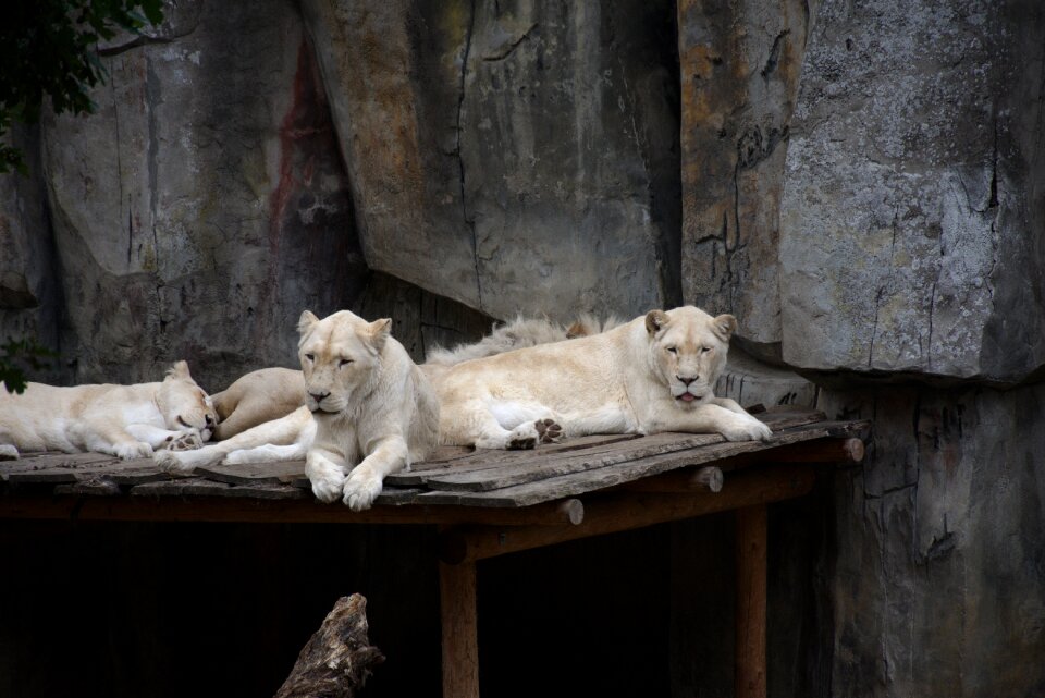 Feline predator zoo