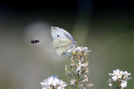 Butterfly insect white flowers photo