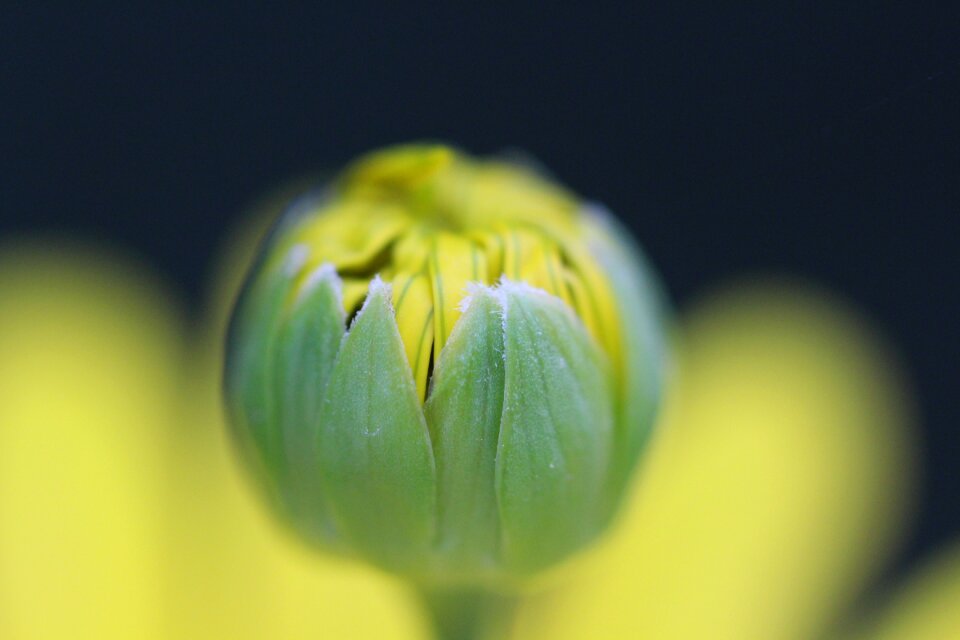 Summer flora plant