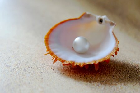 Sand seashell sea photo