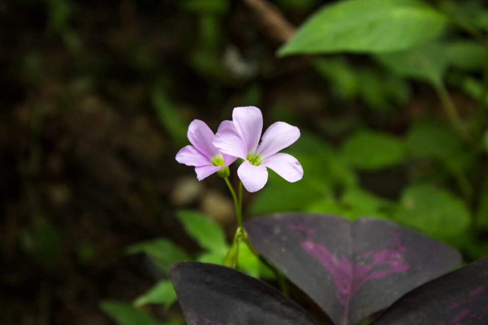Floral flora rosa