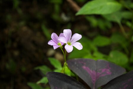 Floral flora rosa