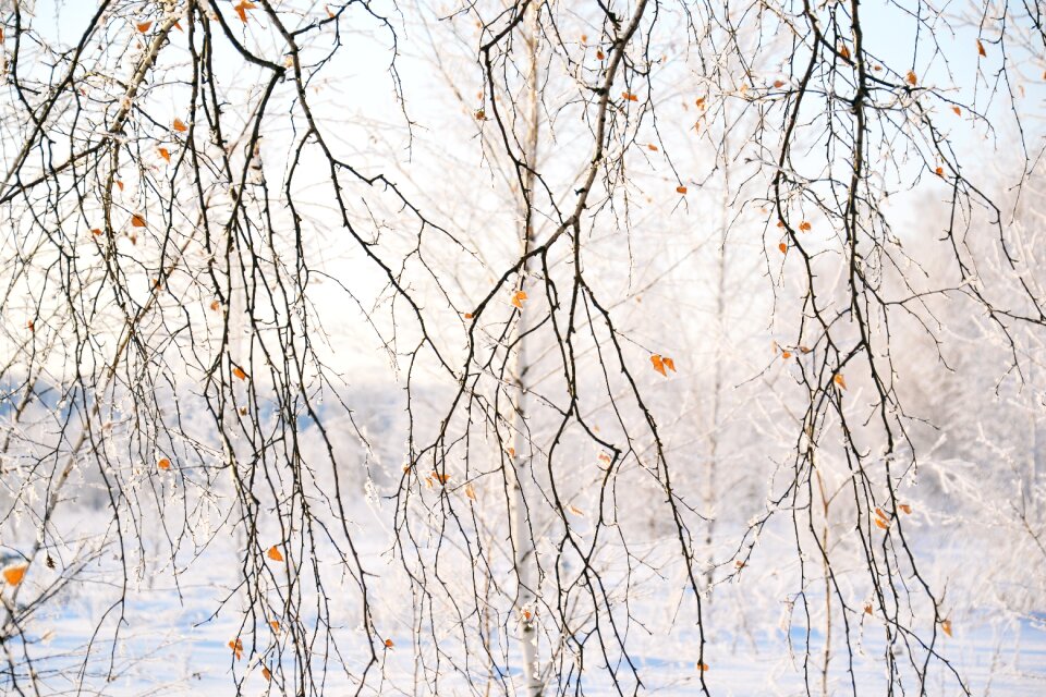 Forest winter frost photo