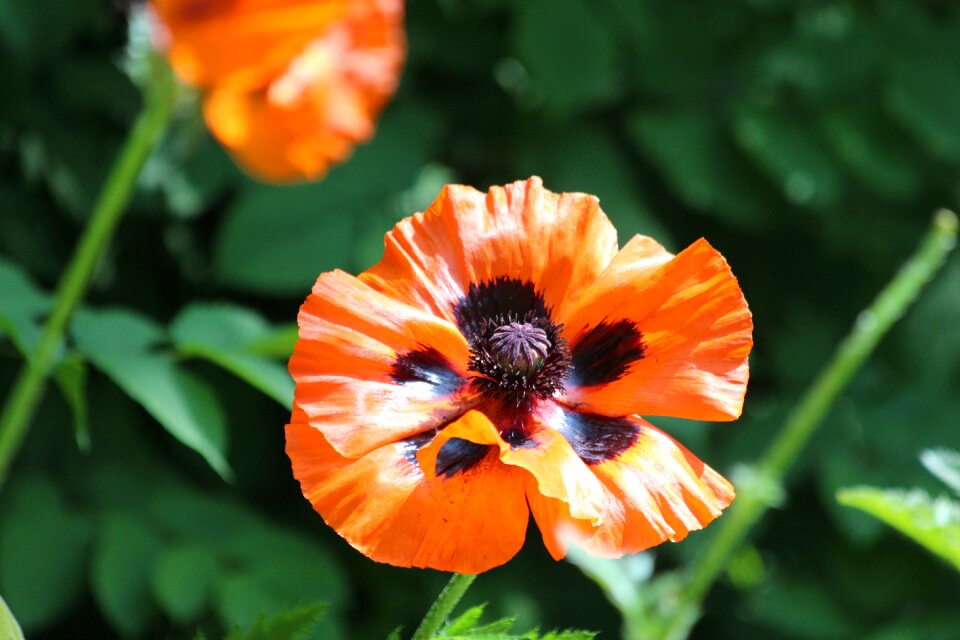 Flower beautiful nature