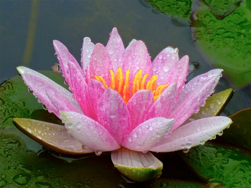 Flower lily aquatic