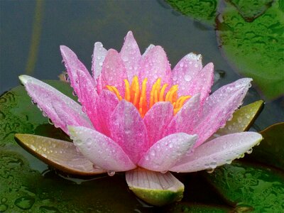 Flower lily aquatic