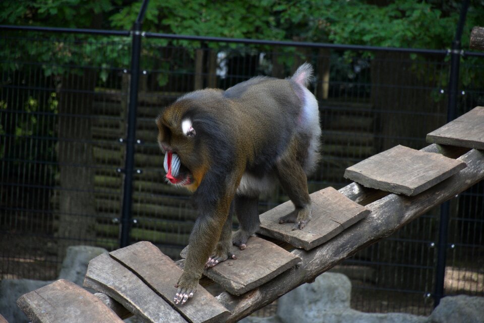 Monkey colorful mammal