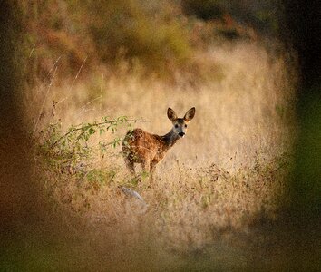 Field cute animals
