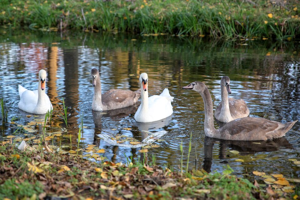 Ditch waterfowl water