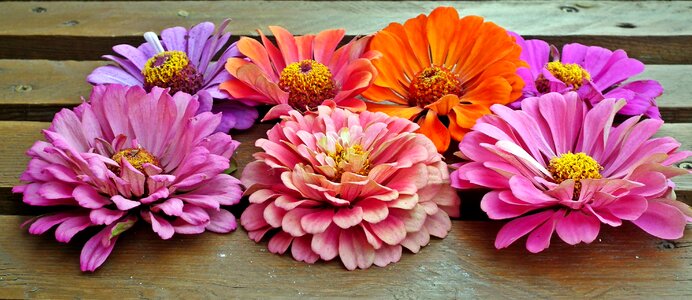 Summer closeup decoration